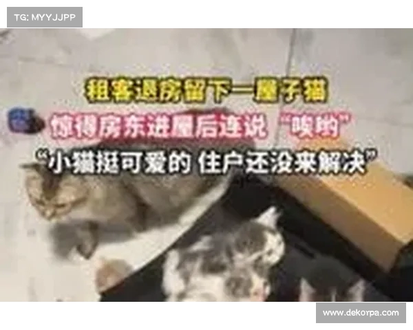 租客退租留下满屋小猫 房东感叹小猫可爱却有些无奈 租客退租留下满屋小猫 房东感叹小猫可爱却有些无奈